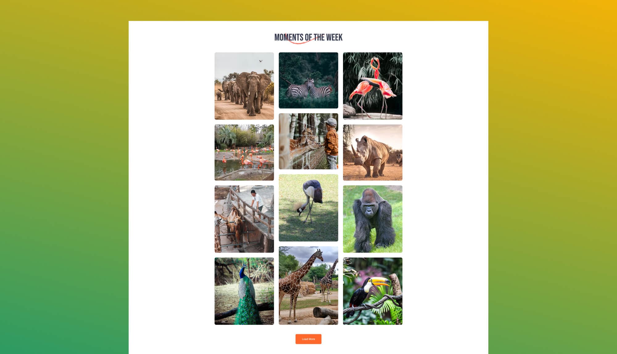 Zoo Park Gallery Section For Gutenberg Banner