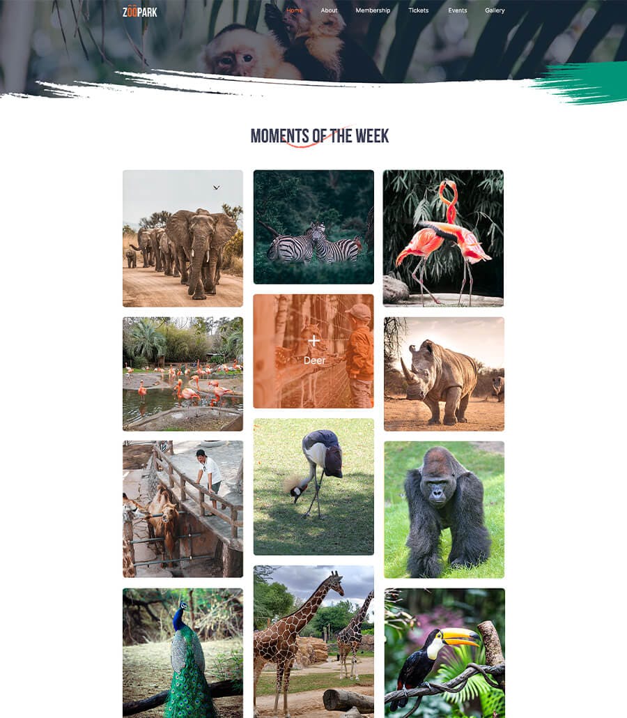 Zoo Park - Safari & Zoo Website Template Gallery Page | Templately