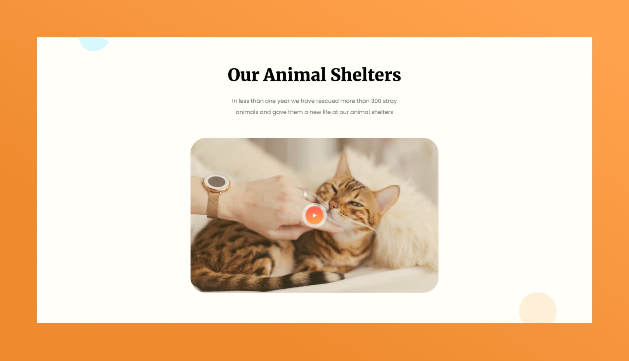 Pawwelfare Video Section For Gutenberg Banner